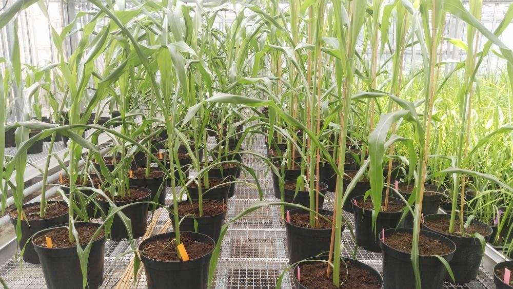 Cultivated Plants: Gene Switch Makes Sugarcane Salt-tolerant